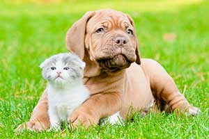 Puppy & Kitten Care